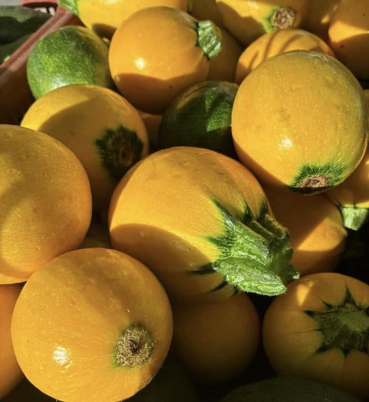 Courgettes rondes jaunes et vertes