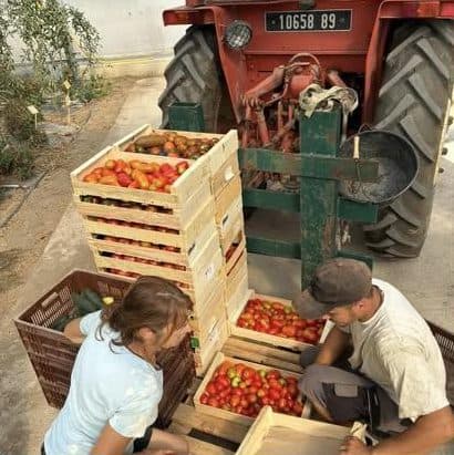 Tri des tomates en cagettes sous la serre